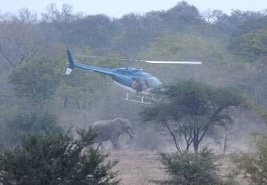 Bull elephants are identified by local wildlife biologists, pursued by helicopter and then darted with the potent anesthetic agent, etorphine.