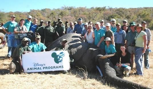 In partnership with the Space For Elephants Foundation, the entire elephant population at Pongola is part of a long-term research project that will document elephant population dynamics and be part