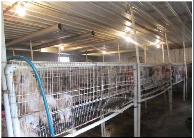 purpose of breeding in these facilities Over 2 million puppies