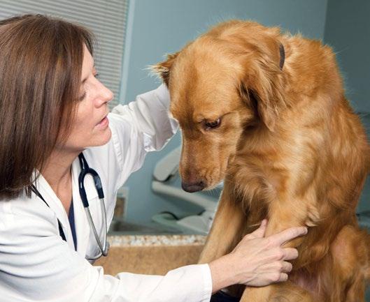 Veterinarians who understand that the examination experience can be stressful for their patients and who instead emphasize low-stress handling will increase their credibility with clients.