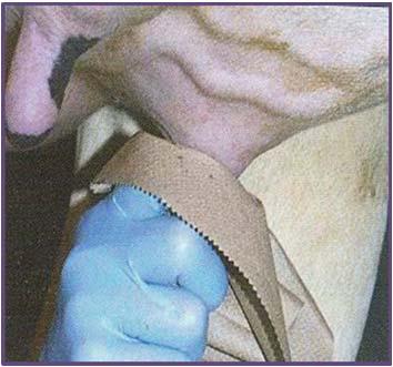 Dipper Use of Nitrile Gloves Very important to reduce spread of pathogens o Reduce transfer from