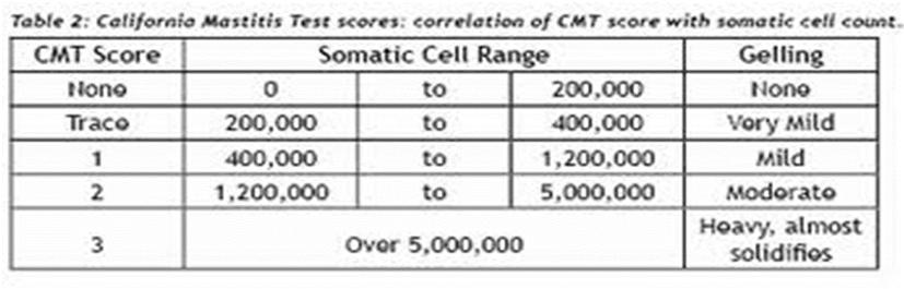 California Mastitis Test (CMT) Cow side test for SCC Should be used on all fresh cows Helps decide which quarter should be cultured or treated on subclinical