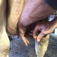 Contagious Mastitis Consistently High BTSCC Greatest BTSCC is usually caused by the presence of cows infected with o Staph Aureus, Strep Ag.