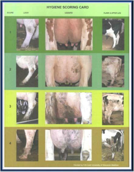 Cow Cleanliness Impacts Milking Cleanliness impacts speed of prepping cows o
