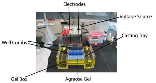 Medical Genetics and Diagnosis Lab #3 Gel electrophoresis Background Information Gel electrophoresis is the standard lab procedure for separating DNA by size (e.g. length in base pairs) for visualization and purification.