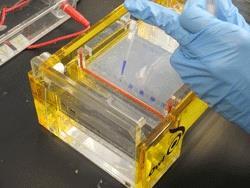 Loading Samples and Running an Agarose Gel: 1. Add loading buffer to each of your digest samples.