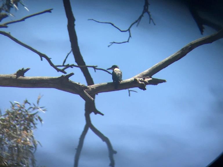 View of a Sacred Kingfisher through Carmen s binoculars. Unfortunately, this photo doesn t do justice to its striking turquoise blue and cream colours (photo courtesy of Carmen Amos, OEH).