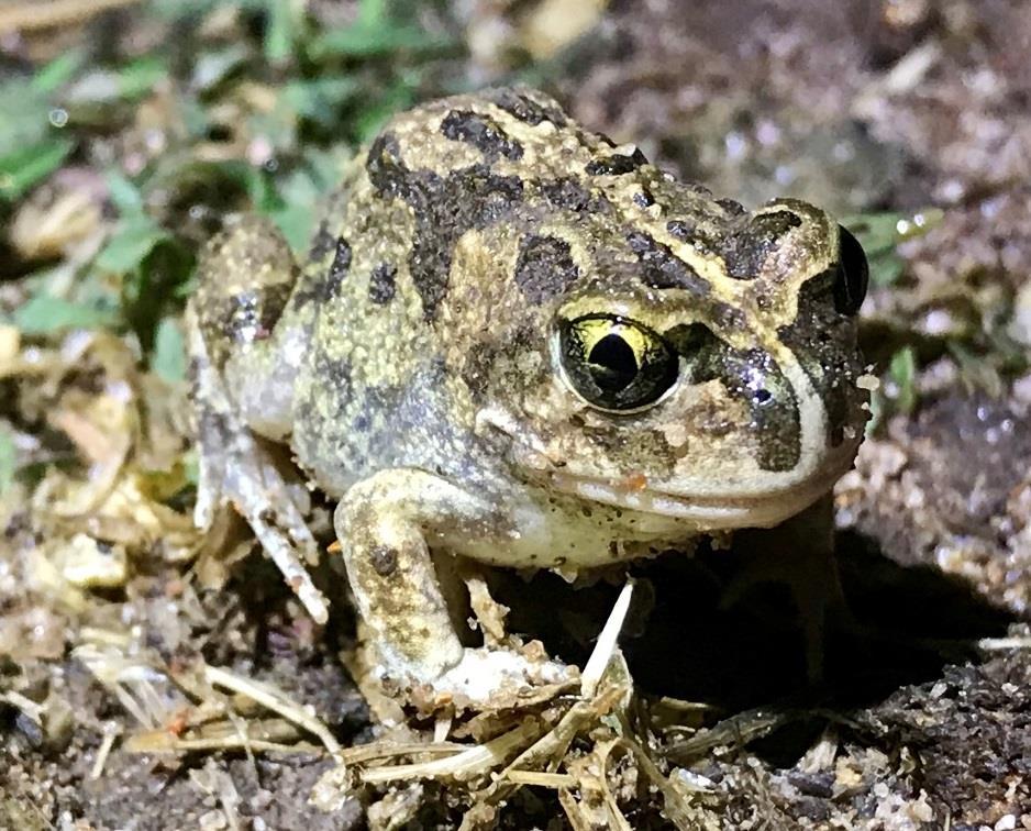 In parts of the region the wetlands were drying or dry, however, the heavy rainfall provided the cue needed for many frog species to emerge from hiding and breed, or at least attempt to.