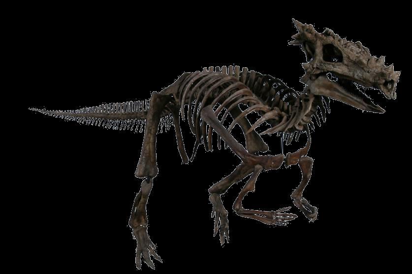 Dracorex Meaning dragon king Discovered in South Dakota in 2003.