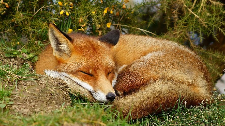 Using foxes to figure out how dogs first became domesticated By PBS NewsHour, adapted by Newsela staff on 04.04.17 Word Count 835 A fox is pictured sleeping.