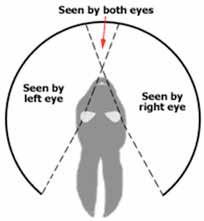 Hadlig techiques Take home message (mai aims) = 1. Cover eyes to reduce visual stimulatio 2.