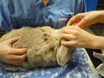 If the ski develops a hard swellig ad the rabbit shows discomfort this could idicate ijectig ito the itradermal layer