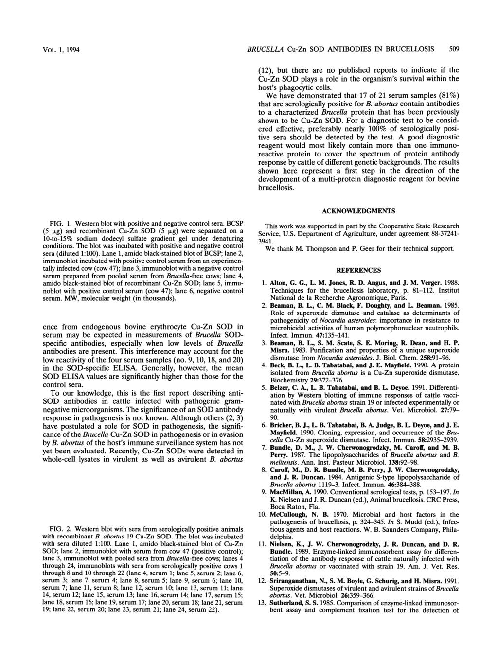 VOL. 1, 1994 BRUCELLA Cu-Zn SOD ANTIBODIES IN BRUCELLOSIS 509 MW 1 2 66-45 - 36-21 - 29-- 24-14- 3 4 5 6 (12), but there are no published reports to indicate if the Cu-Zn SOD plays a role in the