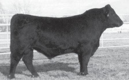 79 Dam is one of the best built cows in the herd. Moderate, balanced EPD profile.