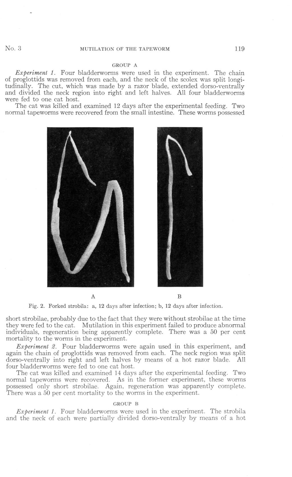 No. 3 MUTILATION OF THE TAPEWORM 119 GROUP A Experiment 1. Four bladderworms were used in the experiment.
