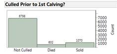 Culling Risk and Time to Removal 1672 (20% of all heifers) were culled prior to 1 st calving - 40/602 7% of dead were pregnant - 205/1070 19% of sold