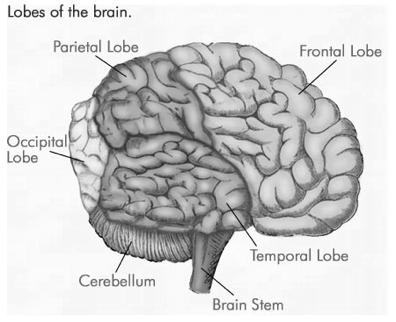 Vision Lobes of Brain
