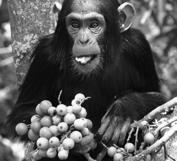 Primates food/water antagonistic display food
