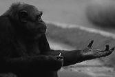Ape and American Sign Language (ASL) Washoe (Gardners) Clever Hans phenomenon Kanzi (bonobo)
