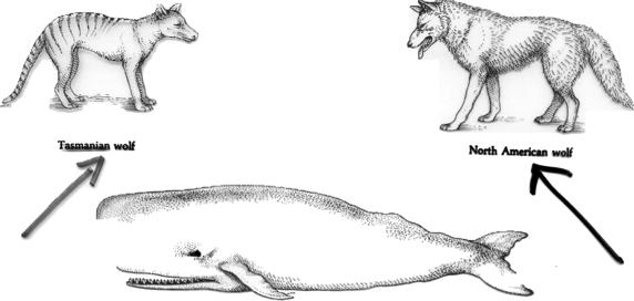 Convergent Evolution Tasmania wolf and North American wolf.