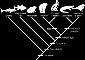 6 Earth formed Phanerozoic Era Cenozoic [ Cen = Recent] Age of Mammals Mesozoic [ Meso =