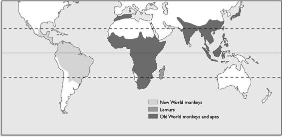 Geographic Distribution of Primates Primate