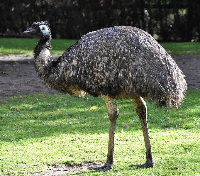 Emu The emu is the world s third largest bird. They can not fly, but can run speeds of up to 30 miles per hour. Their feet are long, with three toes each.