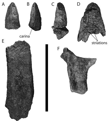 Figure 3-7. UF IGM 34, holotype of Acherontisuchus guajiraensis.