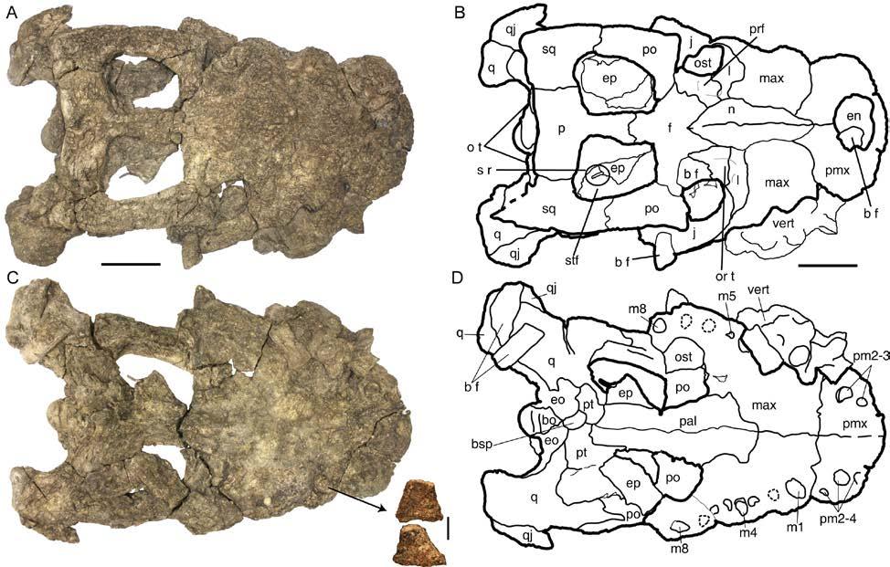 Figure 4-2. Holotype (UF/IGM 67) of new genus and species of Dyrosauridae from Cerrejón locality in northeastern Colombia, middle late Paleocene. A B) in dorsal view; C D) in ventral view.