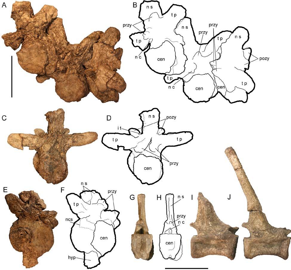 Figure 4-7. Vertebrae associated with skulls of the new genus and species of Dyrosauridae.