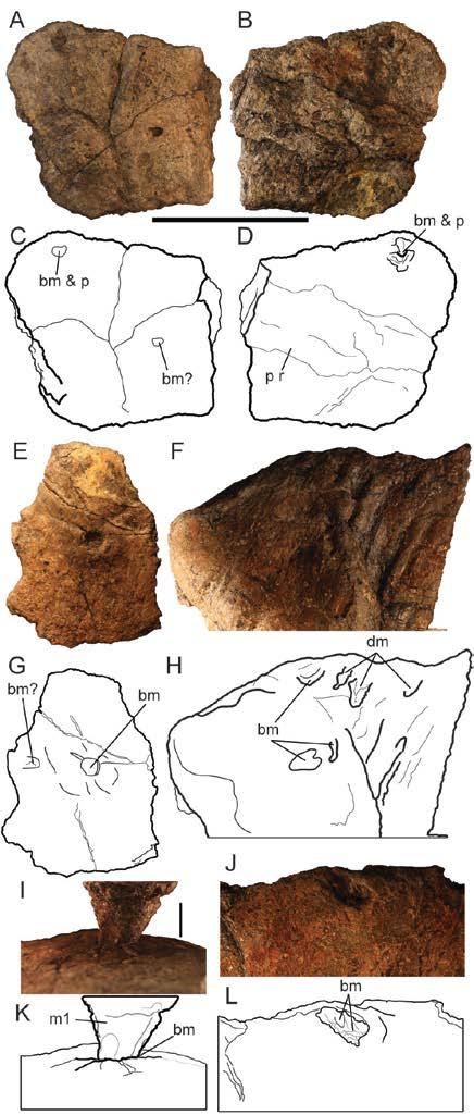 Figure 4-17. Portions of pelomedosoid turtle carapace, UF/IGM 71, with crocodyliform bite marks. A&C) costal fragment in dorsal view; B&D) same fragment in ventral view.