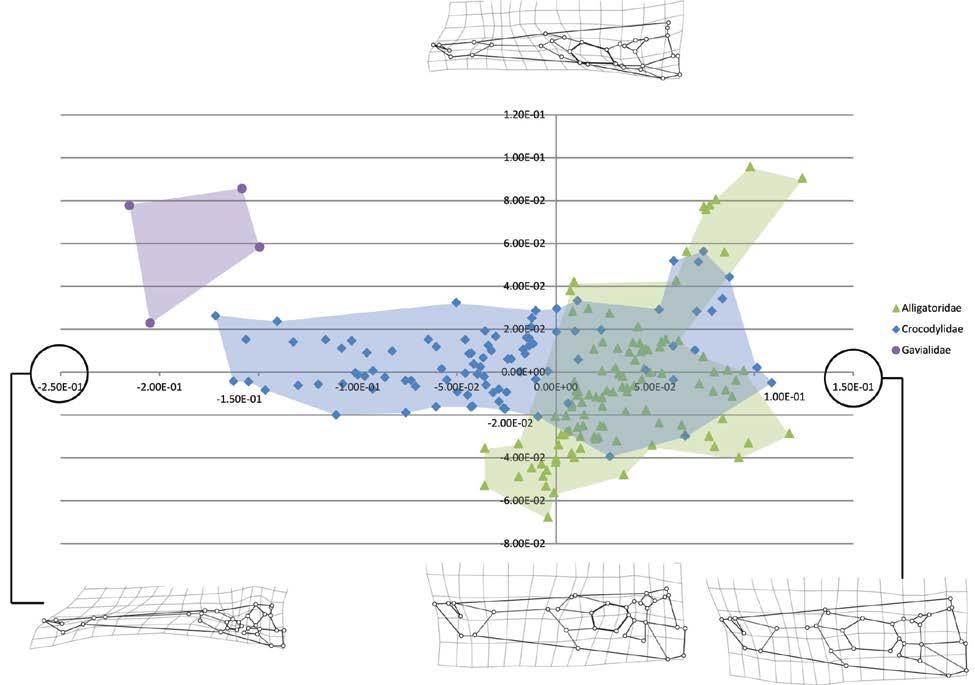 Figure 5-2. Morphospace x-y scatter plot of 209 adult crocodylian skulls resulting from relative warps analysis.