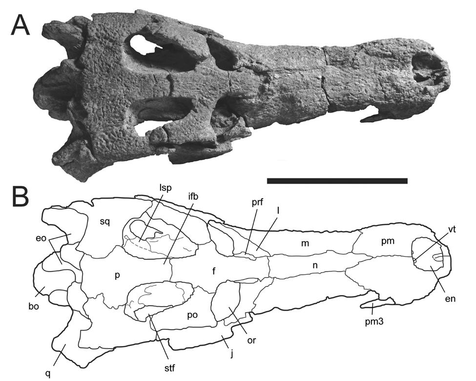 Figure 2-3. Skull of Cerrejinosuchus improcerus, UF/IGM 29, from the Cerrejón coal mine of northeastern Colombia, middle late Paleocene, in dorsal view. A) photograph; B) sketch.
