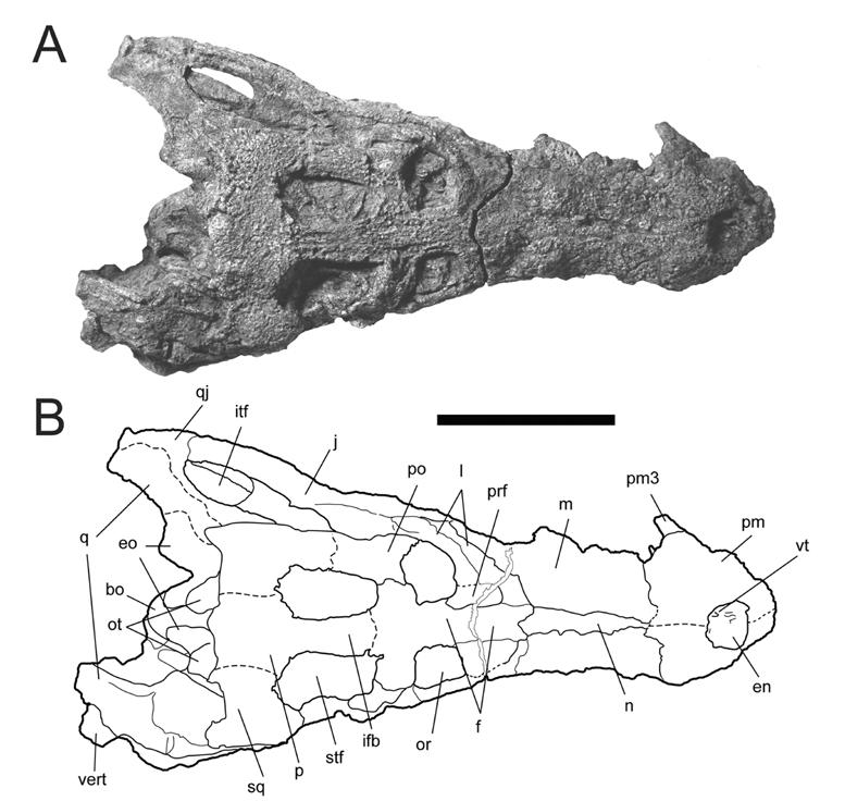 Figure 2-6. Referred skull of Cerrejonisuchus improcerus, UF/IGM 31, from the Cerrejón coal mine of northeastern Colombia, middle late Paleocene, in dorsal view.