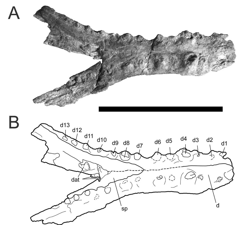 Figure 2-8. Referred mandible of Cerrejonisuchus improcerus, UF/IGM 30, from the Cerrejón coal mine of northeastern Colombia, middle late Paleocene, in dorsal view.