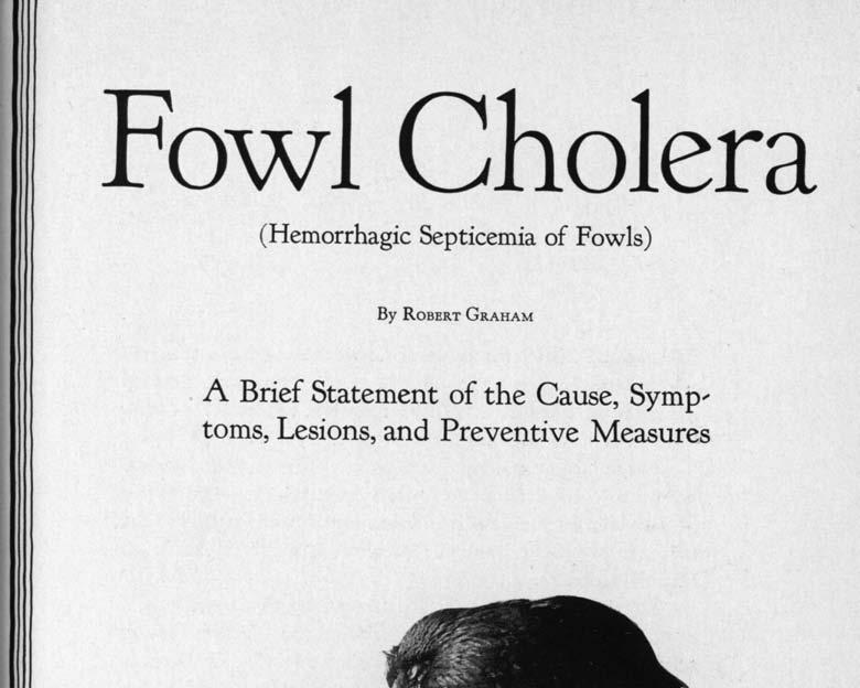 Fowl Cholera (Hemorrhagic Septicemia of Fowls) By ROBERT GRAHAM A Brief Statement of the