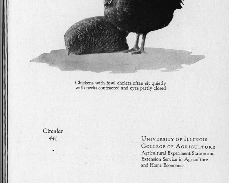 quietly with necks contracted and eyes partly closed Circular 441 UNIVERSITY OF ILLINOIS