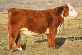 29; MARB 0.01; CHB$ 24 BW 80 lb., WW 790 lb. Homozygous Polled Torque is a beast of a polled bull yet has excellent calving ease!