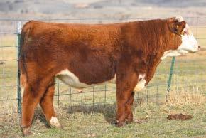 His dam is one of only four cows in the breed that combine this level of calving ease and MARB.
