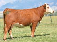 Lot 89X CHURCHILL ILR OUTLAW 7283E 43821707 Calved: March 15, 2017 Tattoo: LE 7283 CRR 719 CATAPULT 109 {CHB}{DLF,HYF,IEF} TH 122 71I VICTOR 719T {SOD}{CHB}{DLF,HYF,IEF} CHURCHILL OUTLAW 4334B ET