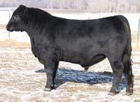 The female we chose was Silvieras Saras Dream 3345 and we purchased half of her from Hoffman Ranch in Nebraska at a very substantial price. The five Angus bulls we are selling are all sons of hers.