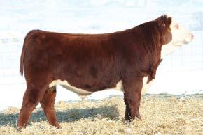 Two Important Young Sires Churchill Rough Rider 719E CHURCHILL ROUGH RIDER 719E {DLF,HYF,IEF} 43802006 Calved: Jan.