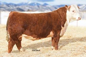 50; CW 94; REA 0.68; MARB 0.25; CHB$ 36 Rough Rider sells in the Mile High Night Sale in Denver January 12. Twenty bulls that are three-quarter brothers to him sell in this sale.