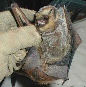 Tips for bat ID First, look at the uropatagium (tail membrane) if it s furred on the back, it s a tree bat Lasiurus means hairy tail, which accurately describes the three tree