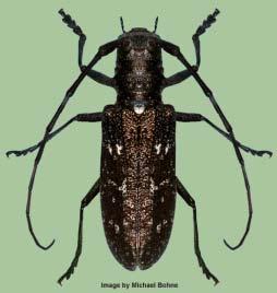Beetle Don t Confuse the Asian with Native Longhorned Beetles White Spotted Pine Sawyer Monochamus scutellatus - Adult body length ranges from 0.75 1.