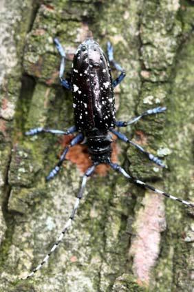 Female beetles chew an egglaying pit through the tree bark and deposit
