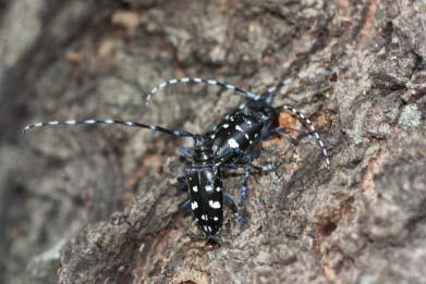 The male beetle (closest in the photograph) often stays with the female