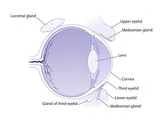 system targets the lacrimal glands for destruction is unknown, but the end result is infiltration of the glands with lymphocytes and the inability to produce the aqueous layer of the term film.