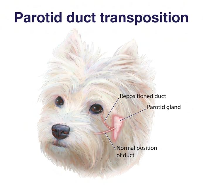 petrolatum, are used most often for dogs that produce tear film deficient in lipids.