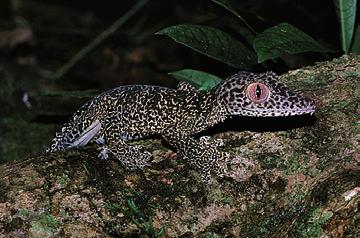 A B 1996, 2006b). The Gekkonidae is the second most species-rich family of lizards (Vitt and Pianka, 2003) and exhibits a remarkable extent of ecological and morphological diversity.